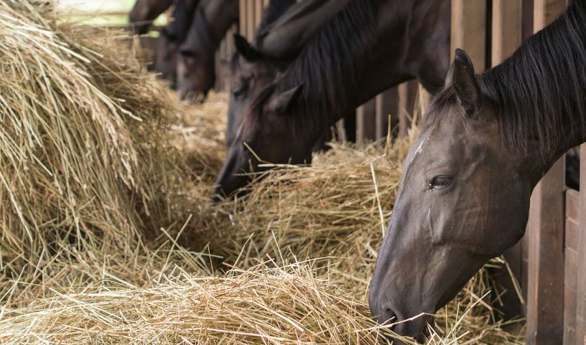 How to Feed a Horse With Ulcers