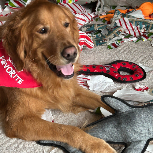 A close up of a golden retriever wearing a bandana 