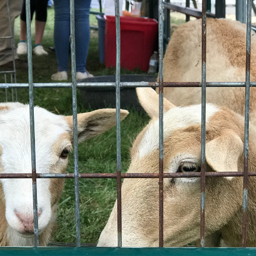 Goats behind a wire fence