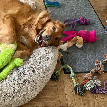 A golden retriever laying on it's back surrounded by toys