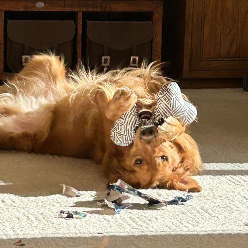A golden retriever rolling on its back with a toy in its mouth