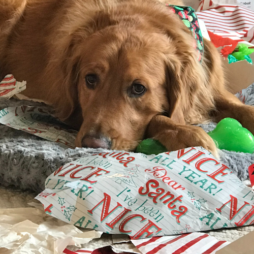 A golden retriever laying down with a toy