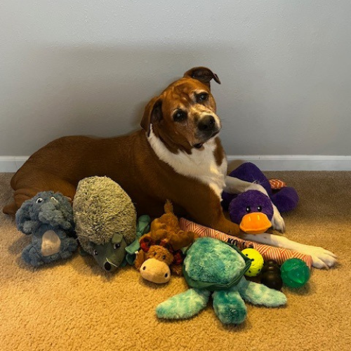 A dog laying down surrounded by toys