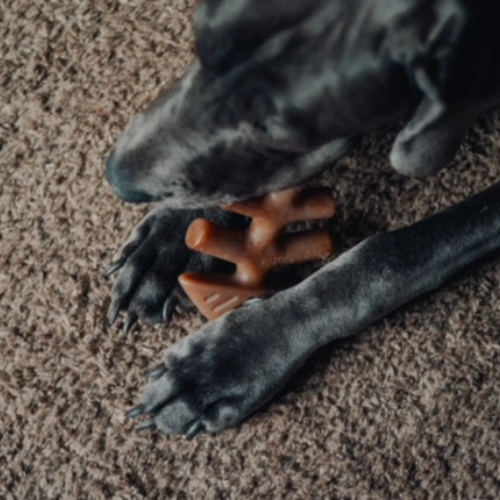 A black lab chewing on a toy