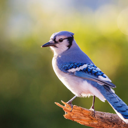 Wild Bird Feed & SuppliesA blue jay standing on a branch