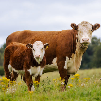 Livestock Feed & SuppliesTwo cows standing in a pasture