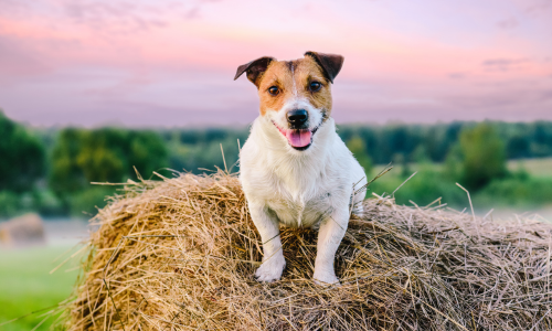 A dog laying on top of a round bale at sunset