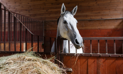 A horse eating hay out of a stall