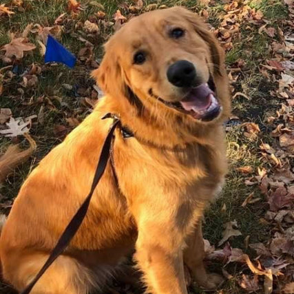 Pet Food & SuppliesA golden retriever sitting and smiling