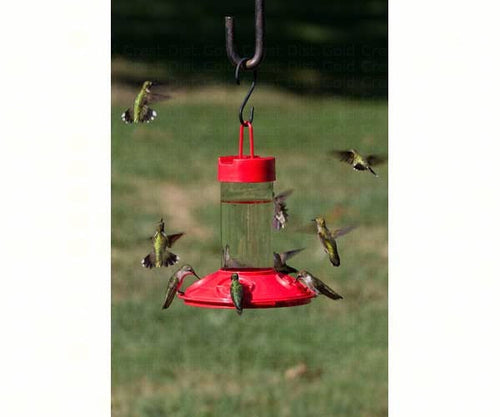 Songbird Essentials Dr. JB's 16 oz Clean Feeder All Red