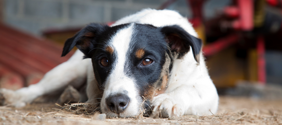 A dog laying on the barn floor on top of hay