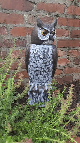 Dalen Rotating Head Owl