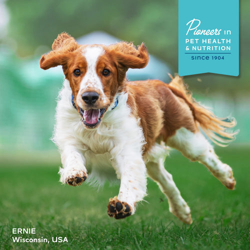 Fromm Digestive Supplement Pâté Wet Dog Food