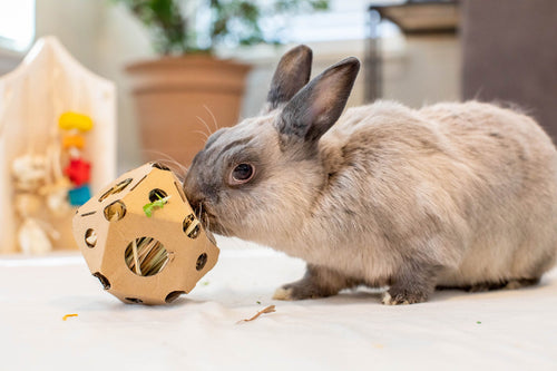 Oxbow Enriched Life – Tumble ‘n Toss for Small Animal