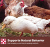 Purina® Scratch Grains