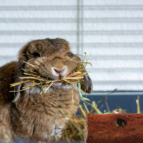 Wild Harvest Edible Log Stuffer Treats for Small Animals